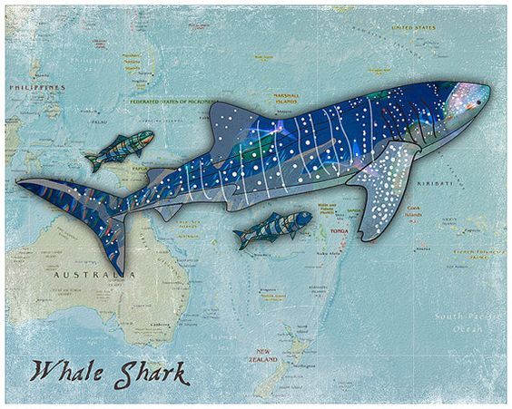 The Loveable Whale Shark Super Cool Trendy Wall Art Print The Loveable Whale Shark Super Cool Trendy Wall Art Print