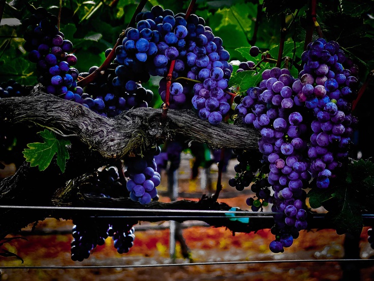 Texas Wine Tour Weekends Texas Wine Tour Weekends