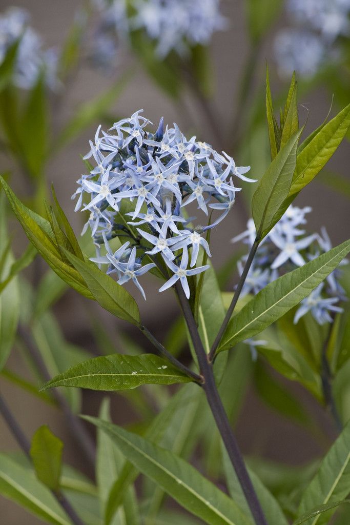 Amsonia Tabernaemontana Var Salicifolia Eastern Bluestar