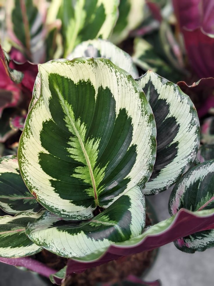 calathea medallion toxic to cats