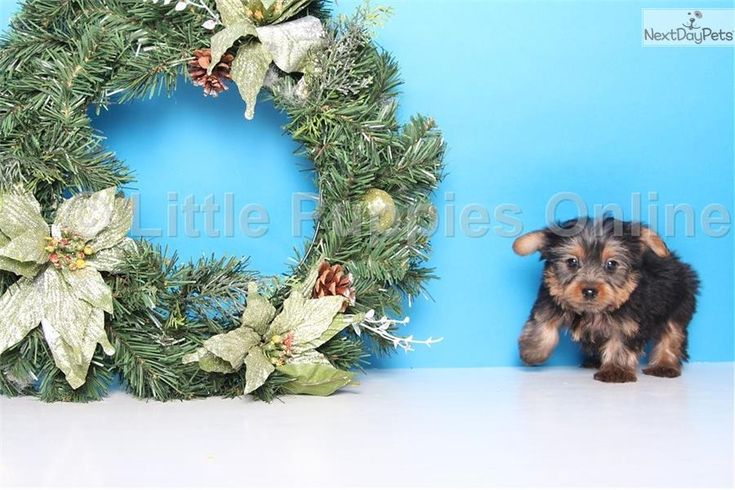 yorkies for sale in columbus ohio best 25 yorkie ideas on yorkie cuts cutest small dogs and baby yorkie yorkies for sale in columbus ohio best 25 yorkie ideas on yorkie cuts cutest small dogs and baby yorkie