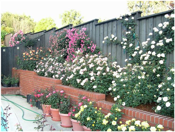 home rose garden of dr tommy cairns internationally renowned rose expert and exhibitor - Backyard Rose Garden home rose garden of dr tommy cairns internationally renowned rose expert and exhibitor - Backyard Rose Garden