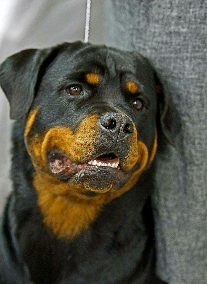 Pin On Rotties Forever In Memory Of Lariska Lia Rajah Diva