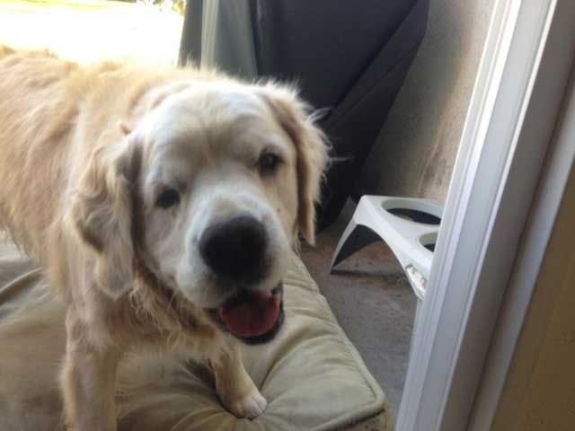 Can Dogs Be Mentally Retarded Can Dogs Be Mentally Retarded