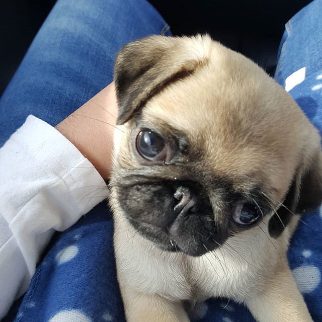 loca the pug died 474 best precious pooches images on dogs doggies and pug loca the pug died 474 best precious pooches images on dogs doggies and pug