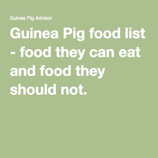 List Of Food Guinea Pigs Can List Of Food Guinea Pigs Can