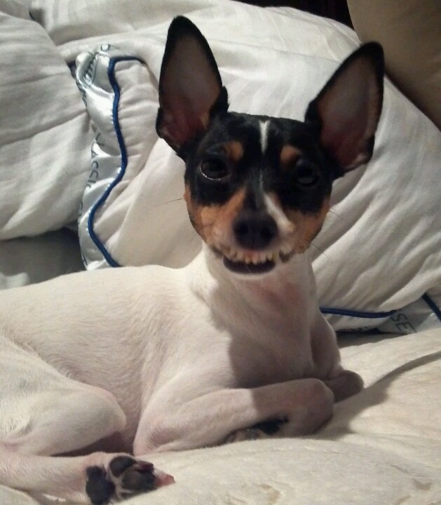 Best Dog Bed For Rat Terrier Best Dog Bed For Rat Terrier