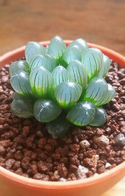 Best 25 Succulent Plants Ideas On Pinterest Suculent 10 Succulent Varieties That Survive Anything Page 11 Of