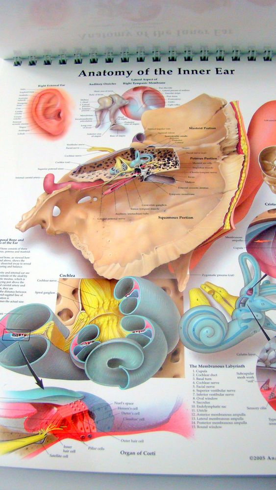 classic anthology of anatomical charts vol 1 only spiral classic anthology of anatomical charts