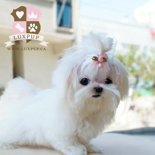 baby maltese puppy 455 best perros images on cat fluffy pets and pets baby maltese puppy 455 best perros images on cat fluffy pets and pets
