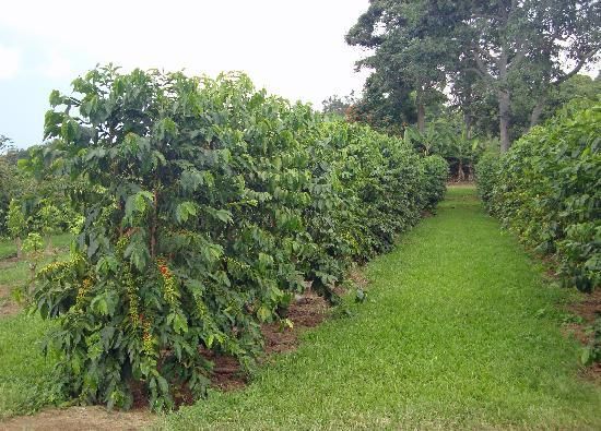 Kona Coffee Farm Big Island Tripadvisor Kona Coffee Farm Big Island Tripadvisor