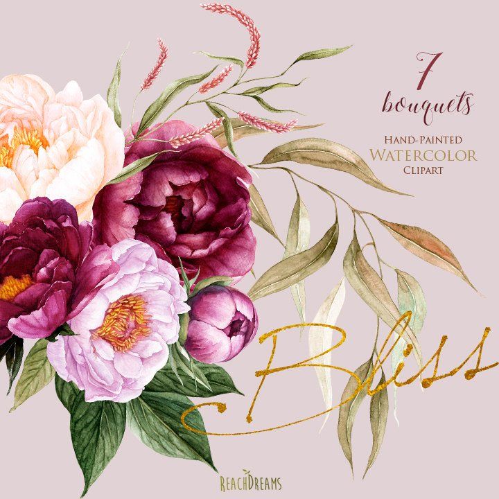 Einfache Aquarell Blume Aquarell Pfingstrose Pfingstrosen