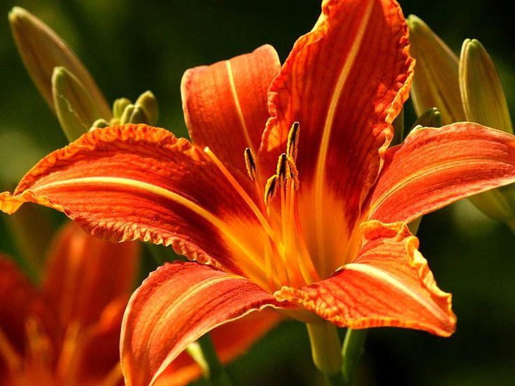 tiger lily flower meaning