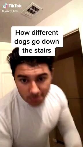 How Different Dogs Go Down The Stairs Tiktok Meme (Dog Tiktoks Memes)