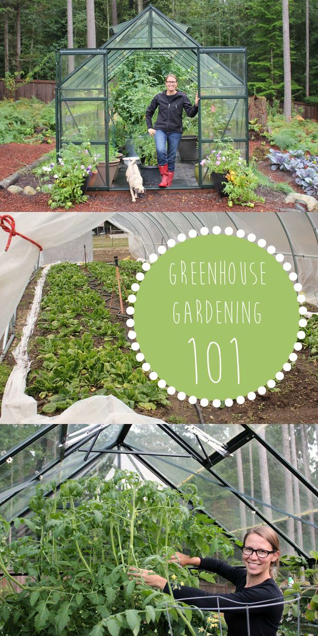 best 25+ greenhouse gardening ideas only on pinterest | diy best 25+ greenhouse gardening ideas only on pinterest | diy