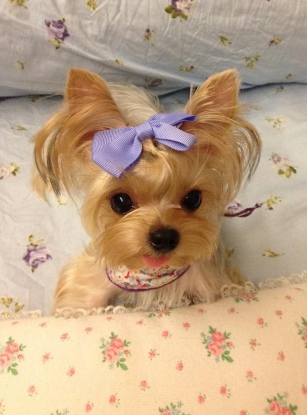 Long Hair Teacup Puppies for Sale in Canada