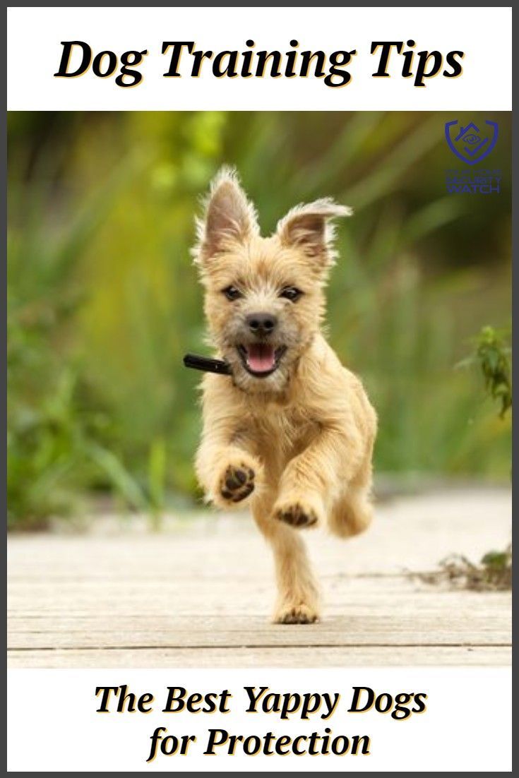 7 Yappy Dogs That Might Make Good Guard Dogs In 2020 Best Guard
