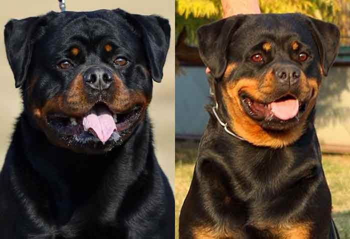 13 Astounding Rottweilers As Gentle Giants And Family Watchdogs