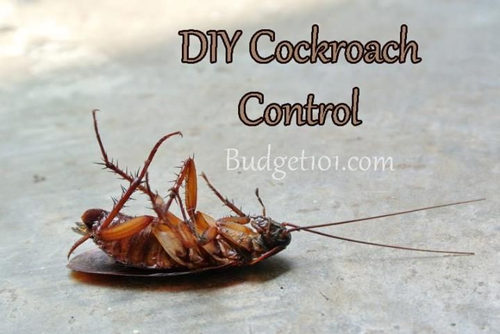 How To Get Rid Of Palmetto Bugs Naturally How To Get Rid Of Palmetto Bugs Naturally