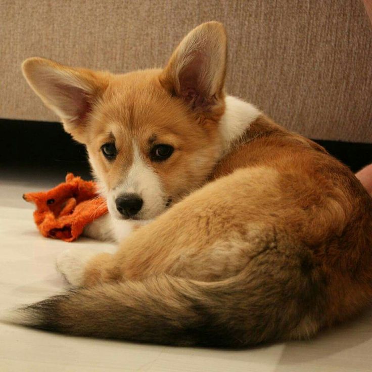 68 Best Cardigan Pembroke Welsh Corgi Images On Pinterest Corgis Love That Tail
