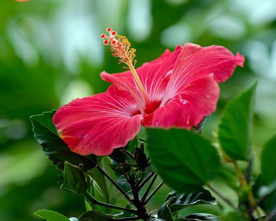 55 Best Trees And Flowers Images On Pinterest Tropical Flowers Beautiful 300x239