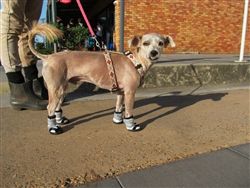 jordan dog shoes jordan dog shoes