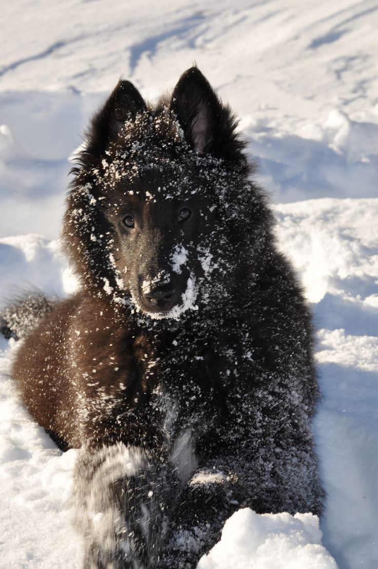 belgian sheepdog groenendael puppies 319 best noble groenendaels images on pinterest belgian shepherd belgian sheepdog groenendael puppies 319 best noble groenendaels images on pinterest belgian shepherd