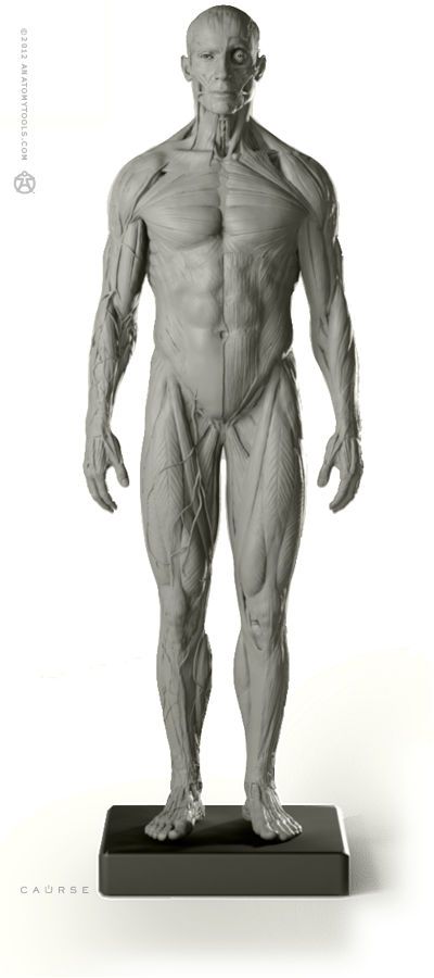 an essay on the ideal human figure an essay on the ideal human figure