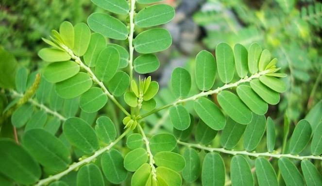 Sereh Obat Sakit Gigi Gusi Bengkak Obat Gusi Bengkak Di Apotik Obat Gusi Bengkak Bernanah Cara Mengobati Gusi Bengkak Karena G Gigi Obat Alami Resep Makanan