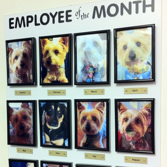 there are many pictures of dogs on the wall in this office space, and one is displaying them as employee of the month