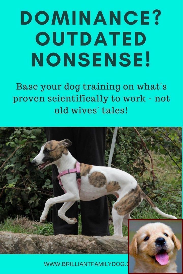 House Training A Puppy In Apartment And Dog Training Courses