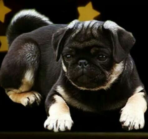 real pug really colors beautiful djur djur real pug really colors beautiful djur djur