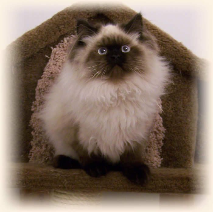 How To Make A Cat Stop Peeing In The House How To Make A Cat Stop Peeing In The House