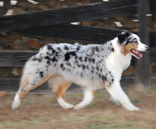 australian shepherd blue merle puppies best 25 blue merle ideas on merle australian shepherd blue merle australian shepherd blue merle puppies best 25 blue merle ideas on merle australian shepherd blue merle