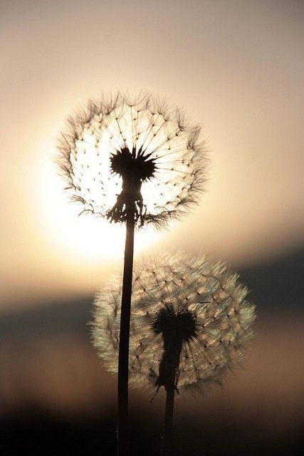 ผลà¸à¸²à¸£à¸„้นหารูปภาพสำหรับ dandelion pinterest