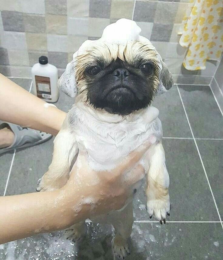 Pug Dog Puppies Pug Puppies Price Pug Puppies Cute Pugs