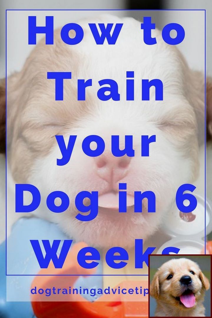 House Training A Puppy With Pads And Dog Behavior Illustrations