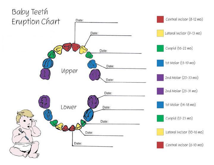 teething chart babies