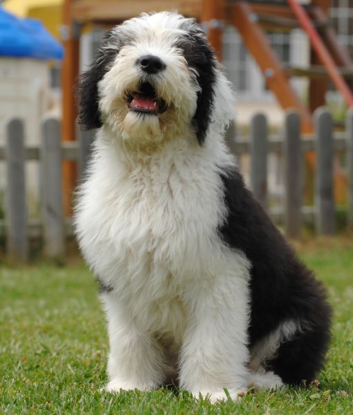 Best Indoor Dog For Working Family Best Indoor Dog For Working Family