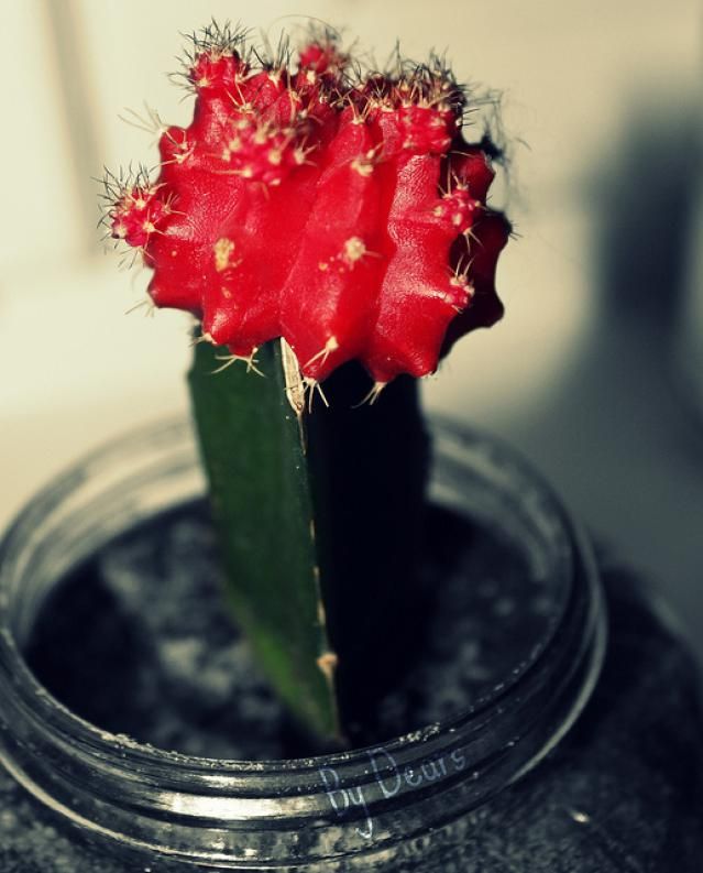 How To Grow Grafted Ruby Ball Cactus Terrariums Pinterest How To Grow Grafted Ruby Ball Cactus Terrariums Pinterest Plants And Flower