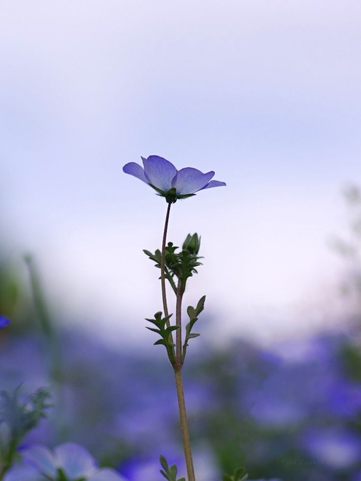 Uyamt ネモフィラ Baby Blue Eyes Five Spot Nemophila 美しい花 美しい庭 綺麗な花