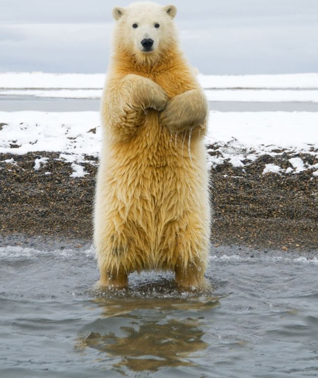 Brown bear cub in Alaska pictured throwing some shapes for the gulls Daily Mail