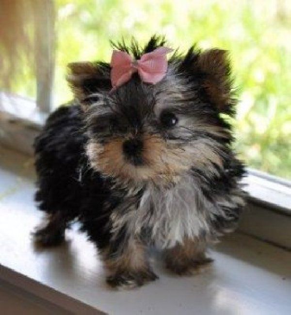 Yorkies Free Adoption Goldenacresdogs Yorkies Free Adoption Goldenacresdogs