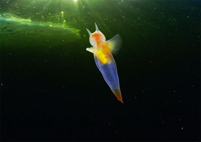 this isn t cgi video of a real life creature known as a sea angel hovering under ice in the white sea goes viral sea angel underwater life underwater photographer