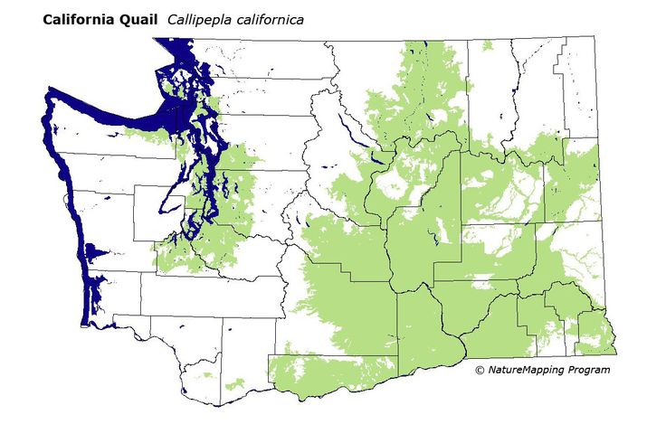 94 best backyard birds willamette valley oregon images 94 best backyard birds willamette valley oregon images