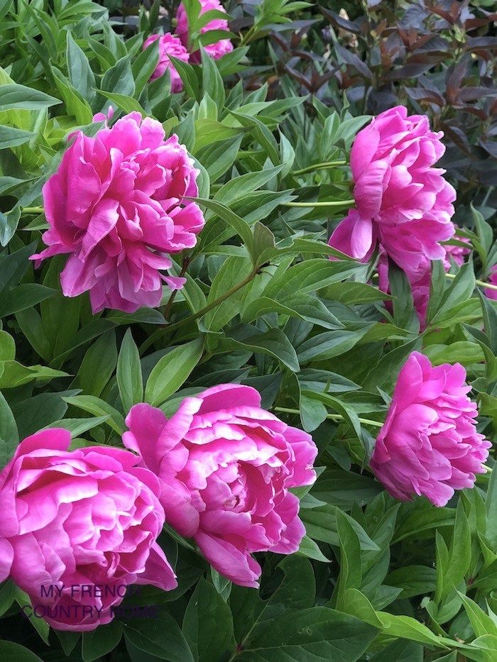 the urgent roses bujori