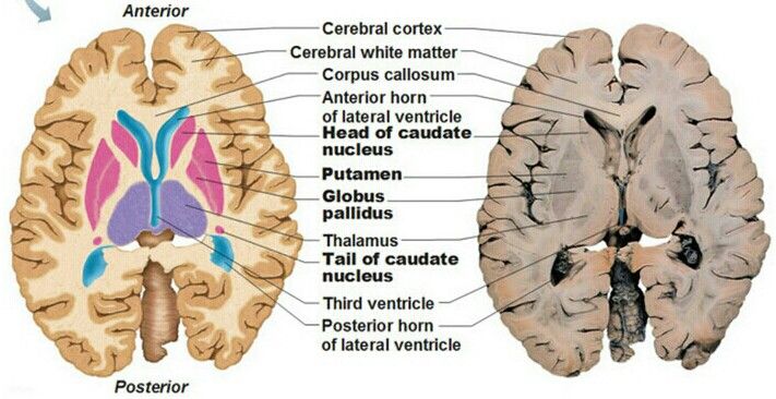 Basal ganglia section | Basal ganglia, Basal ganglia anatomy, Brain anatomy