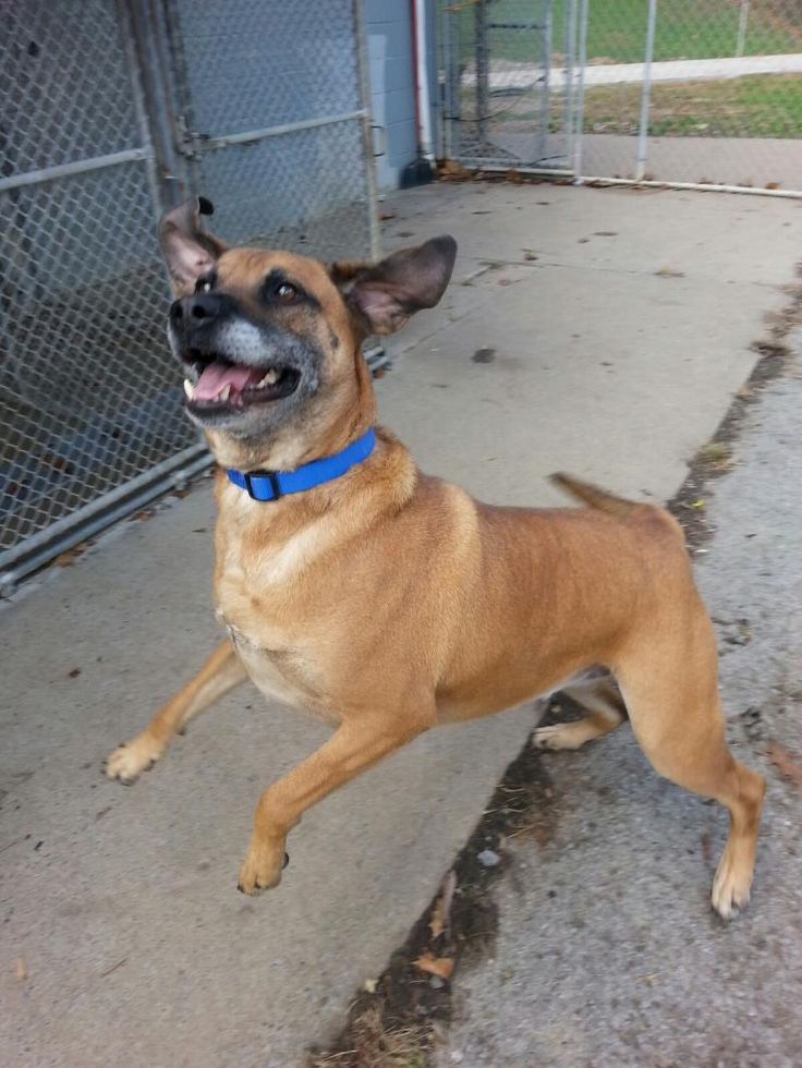 Mason Il Dogs For Adoption Mason Il Dogs For Adoption