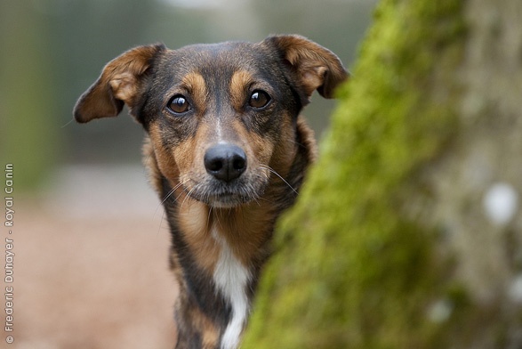 Austrian Pinscher / Österreichischer Pinscher ... Austrian Pinscher / Österreichischer Pinscher ...