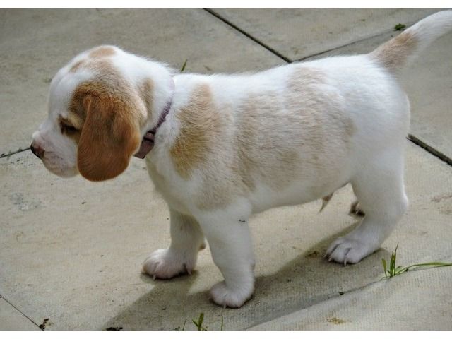 free beagle puppies in pa 25 b 228 sta lemon beagle puppy id 233 erna p 229 lemon free beagle puppies in pa 25 b 228 sta lemon beagle puppy id 233 erna p 229 lemon